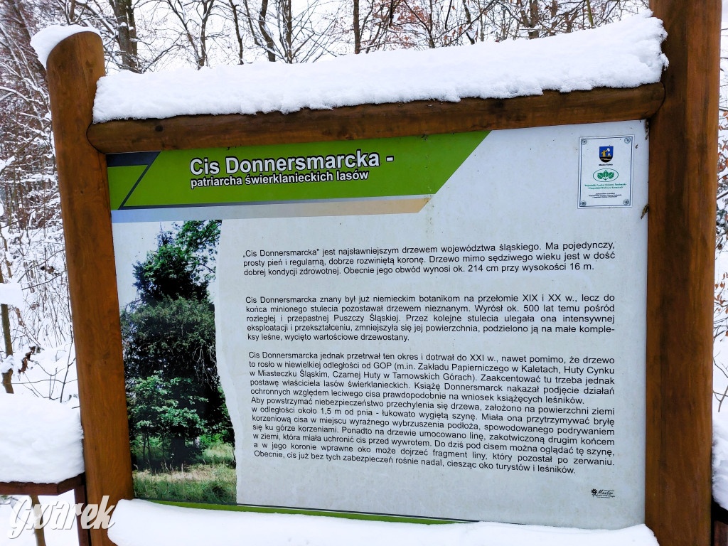 Kalety. Cis Donnersmarcka w zimowej szacie