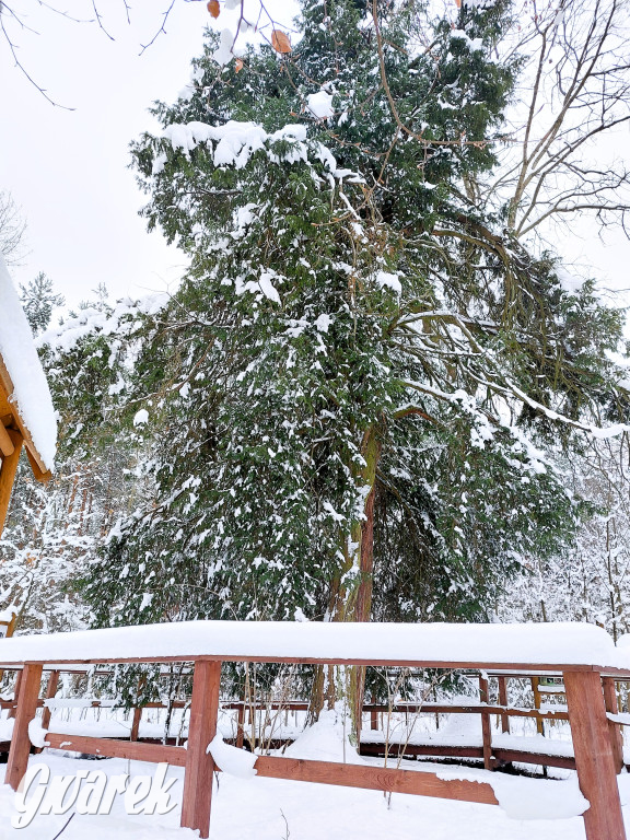 Kalety. Cis Donnersmarcka w zimowej szacie