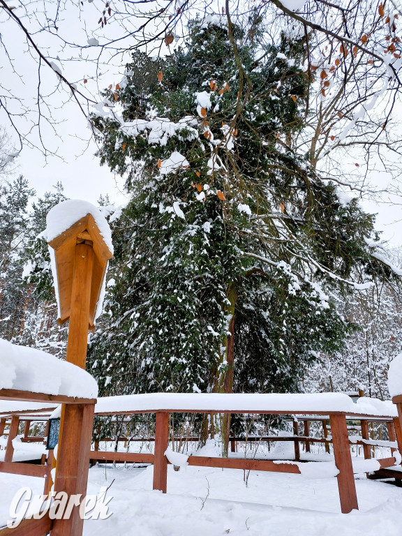 Kalety. Cis Donnersmarcka w zimowej szacie