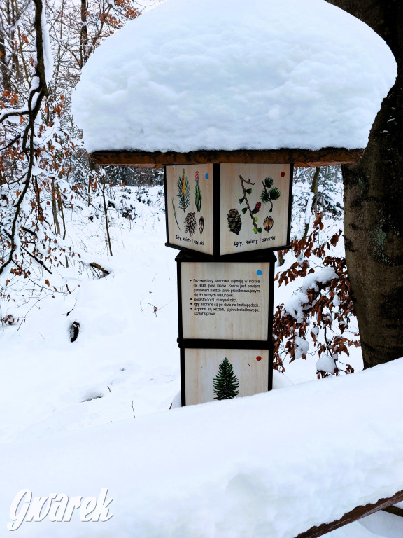 Kalety. Cis Donnersmarcka w zimowej szacie