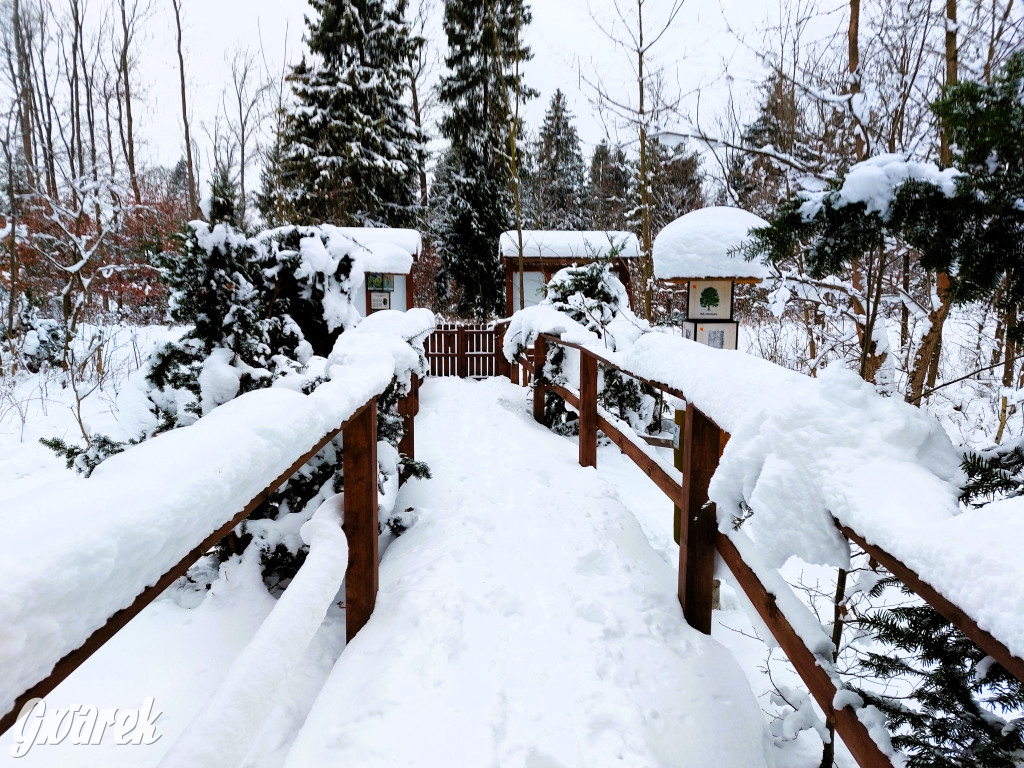 Kalety. Cis Donnersmarcka w zimowej szacie