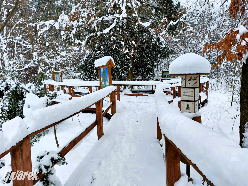 Kalety. Cis Donnersmarcka w zimowej szacie