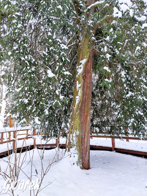 Kalety. Cis Donnersmarcka w zimowej szacie