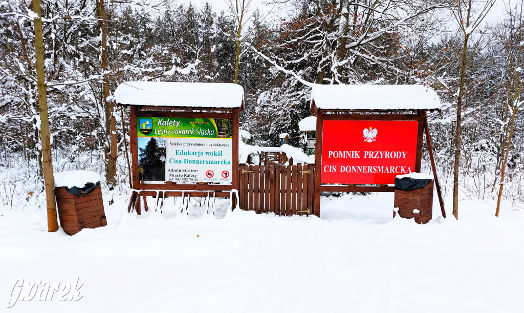 Kalety. Cis Donnersmarcka w zimowej szacie