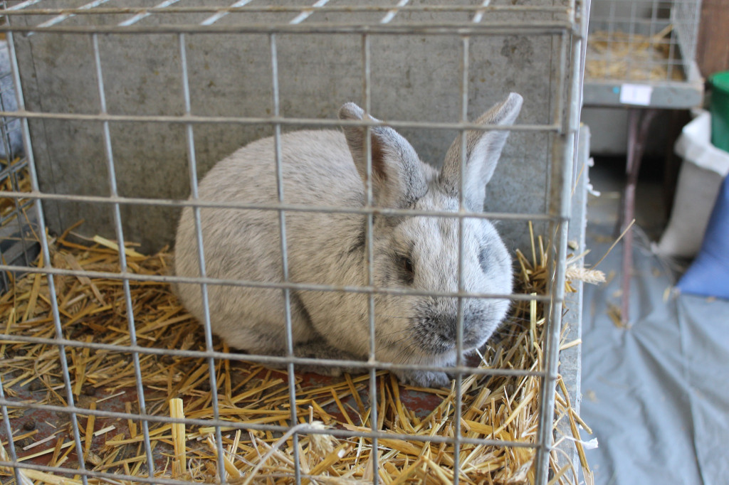 Wystawa królików, ptaków i drobnego inwentarza [FOTO]