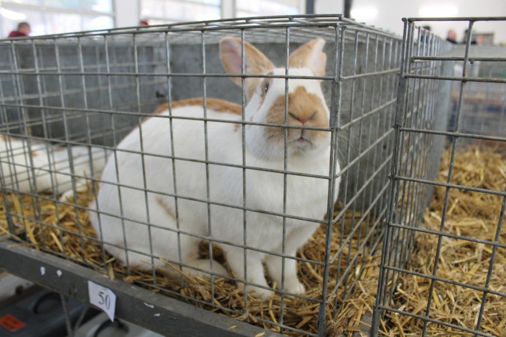 Wystawa królików, ptaków i drobnego inwentarza [FOTO]
