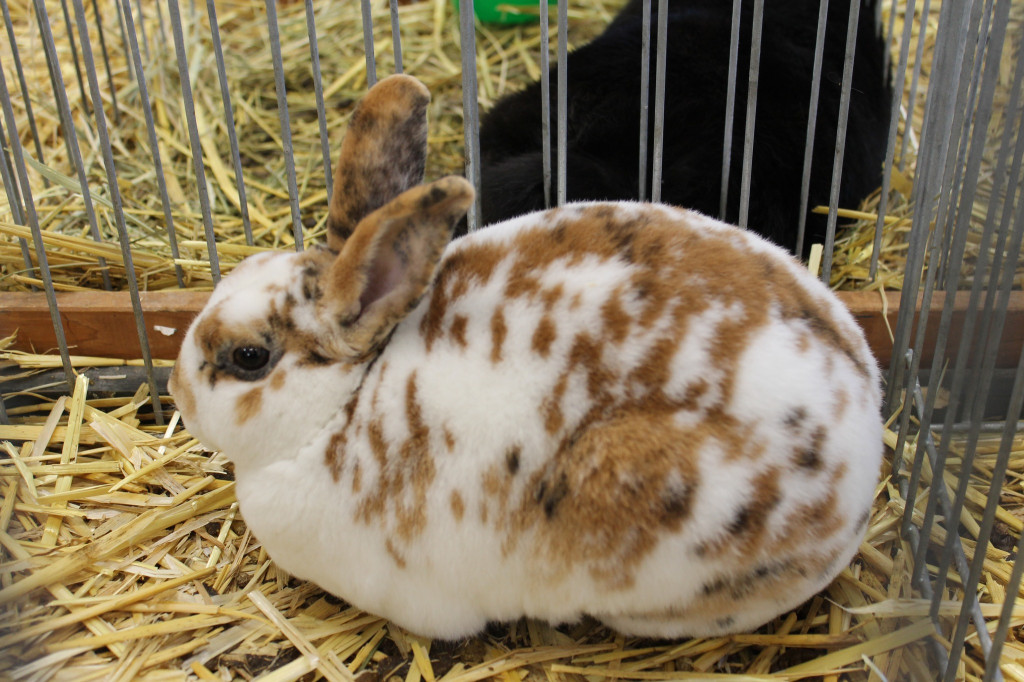 Wystawa królików, ptaków i drobnego inwentarza [FOTO]