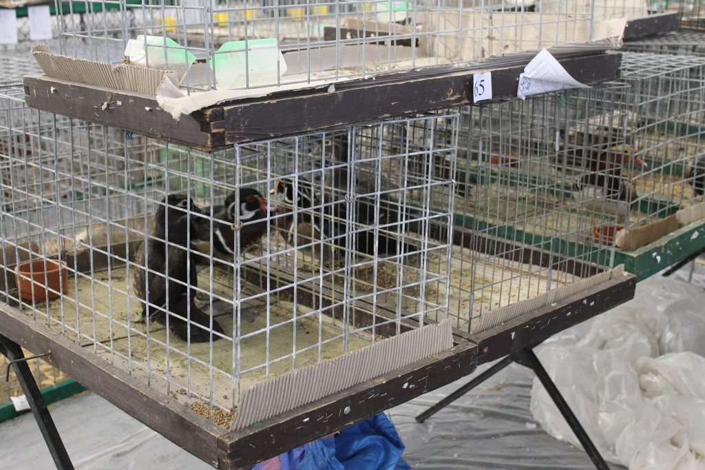 Wystawa królików, ptaków i drobnego inwentarza [FOTO]