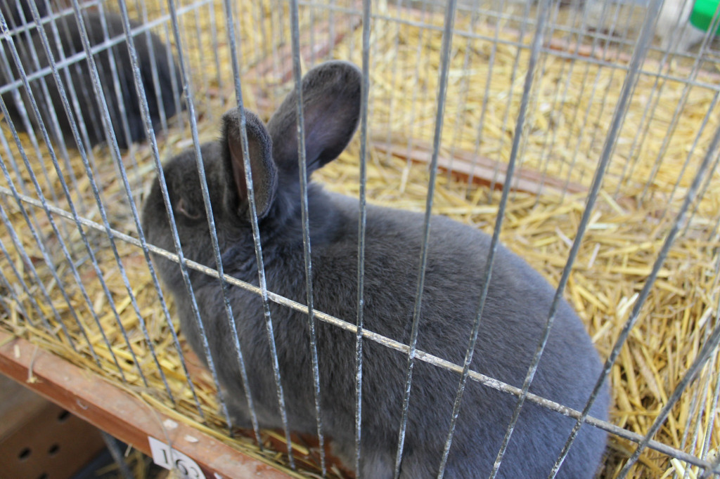 Wystawa królików, ptaków i drobnego inwentarza [FOTO]