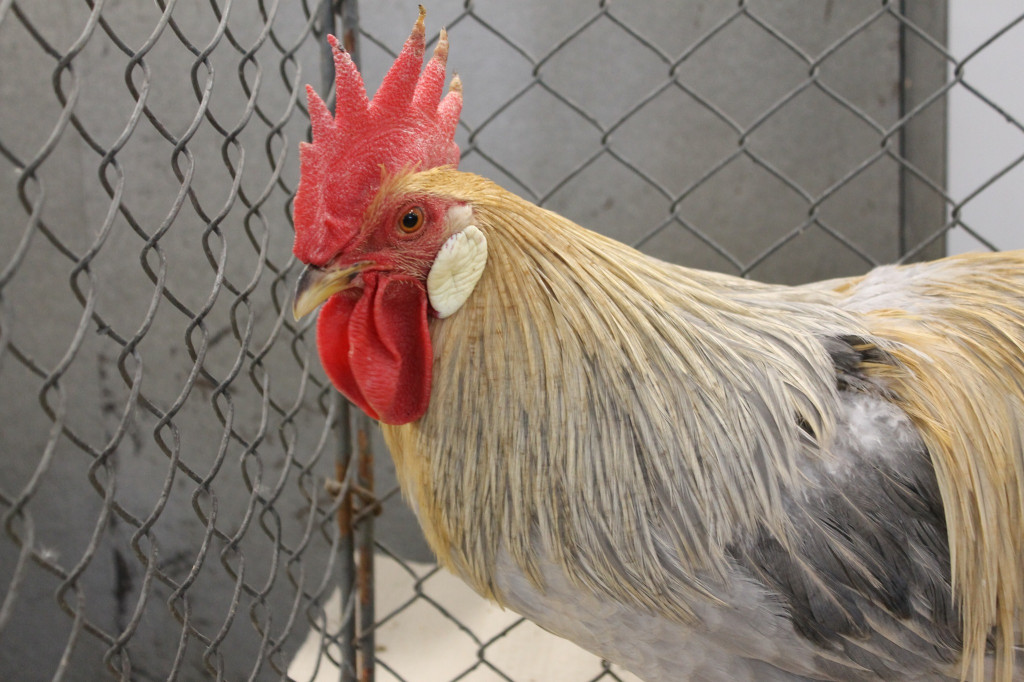 Wystawa królików, ptaków i drobnego inwentarza [FOTO]