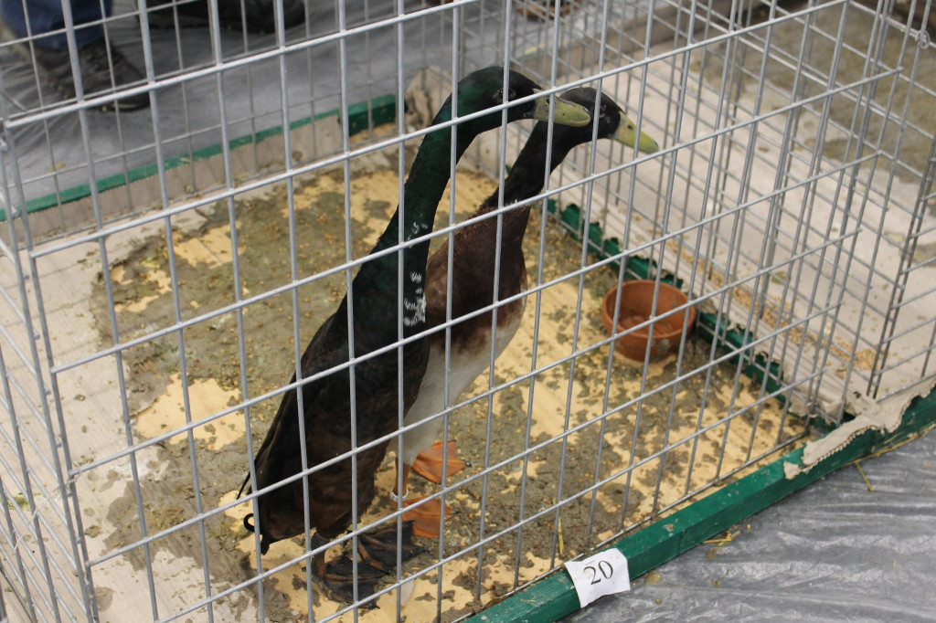 Wystawa królików, ptaków i drobnego inwentarza [FOTO]