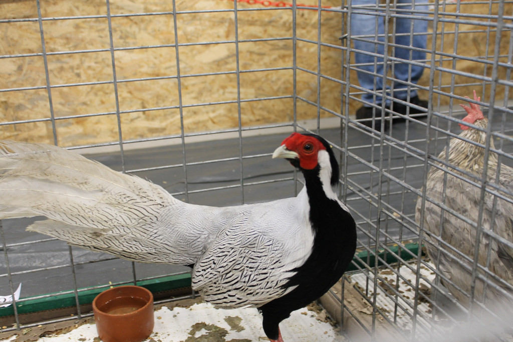 Wystawa królików, ptaków i drobnego inwentarza [FOTO]