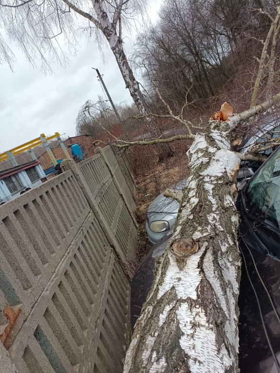 Silny wiatr. Łamią się drzewa, uszkodzone samochody