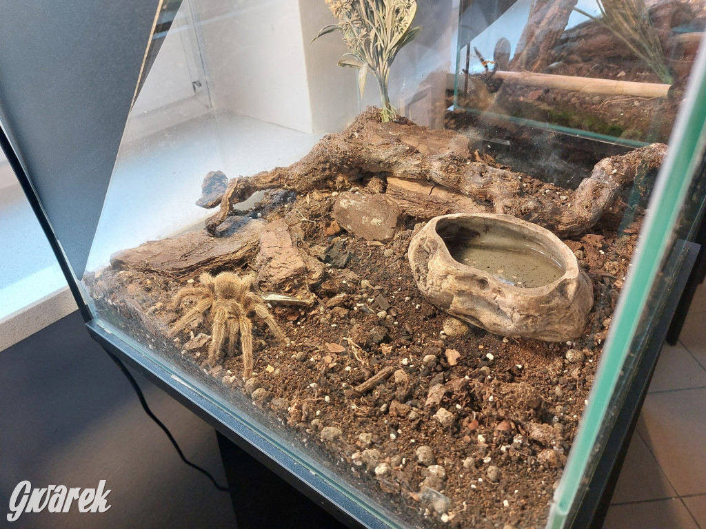 Radzionków. Ptaszniki i skorpiony