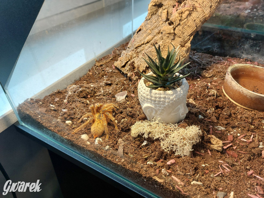 Radzionków. Ptaszniki i skorpiony