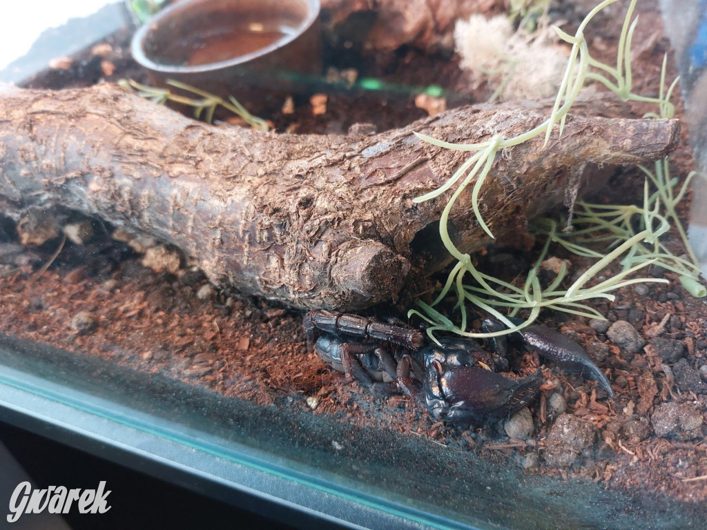 Radzionków. Ptaszniki i skorpiony