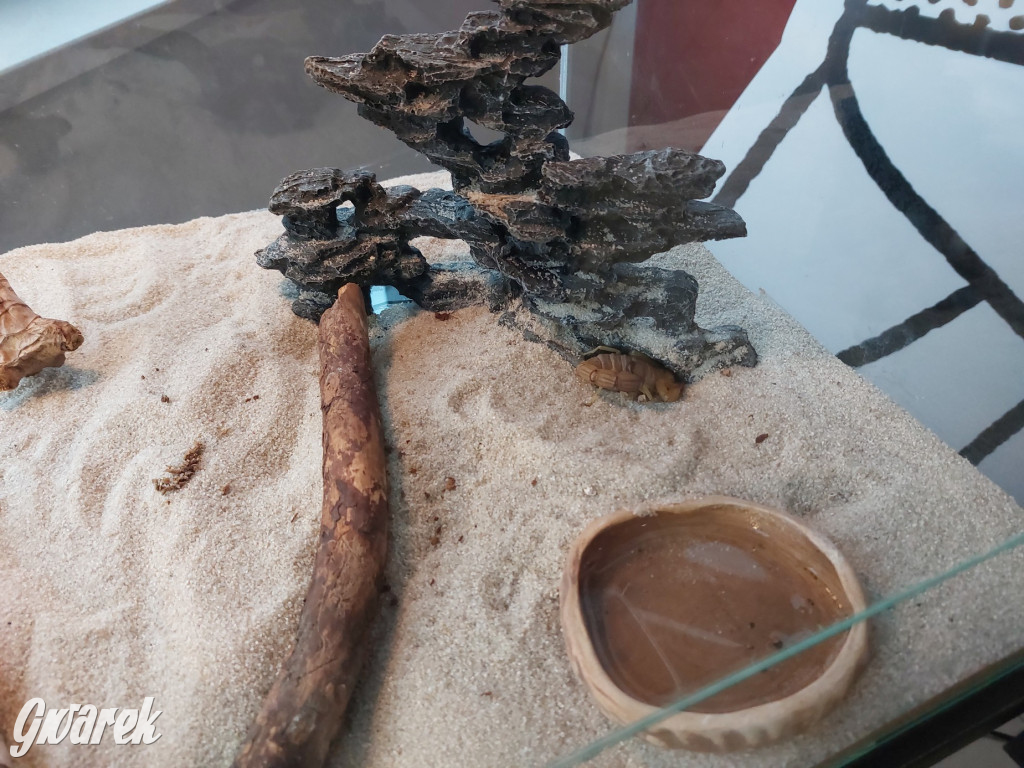 Radzionków. Ptaszniki i skorpiony