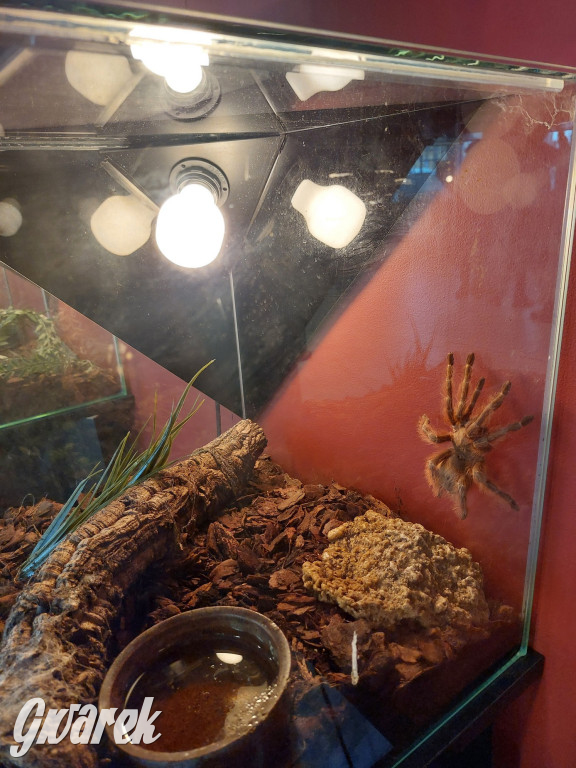 Radzionków. Ptaszniki i skorpiony