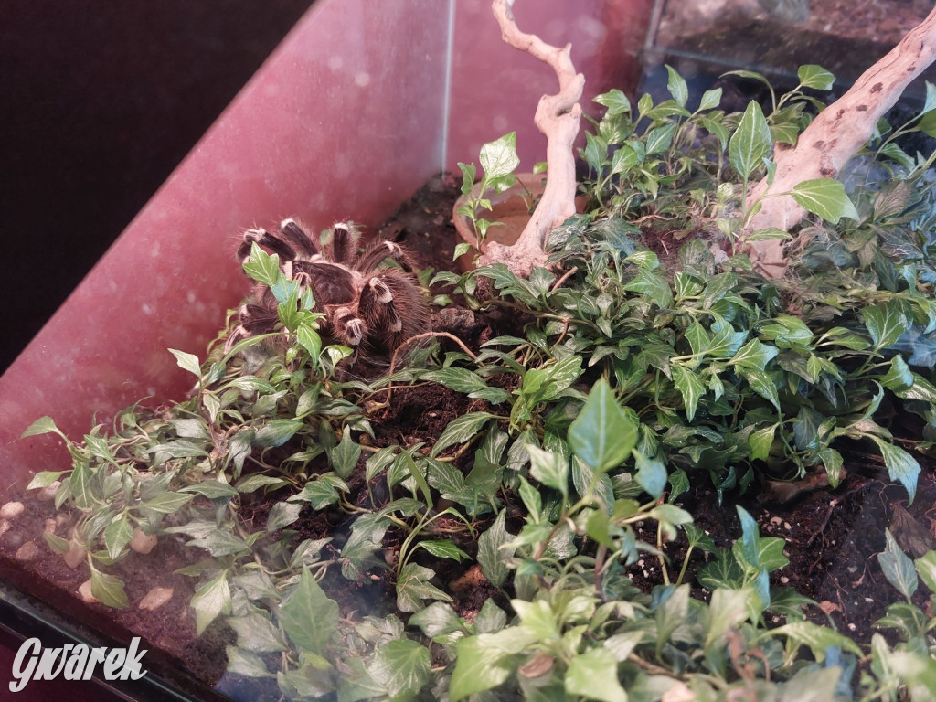 Radzionków. Ptaszniki i skorpiony