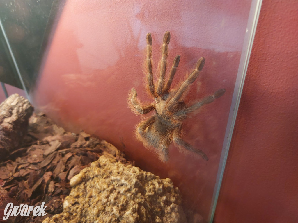 Radzionków. Ptaszniki i skorpiony