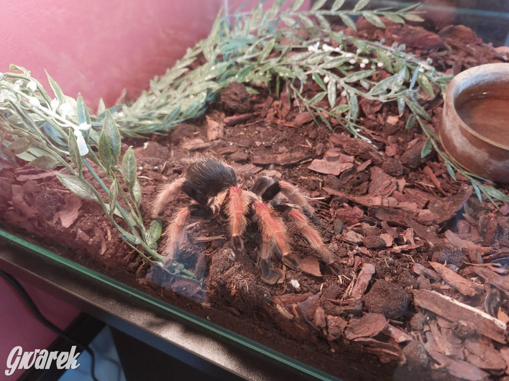 Radzionków. Ptaszniki i skorpiony