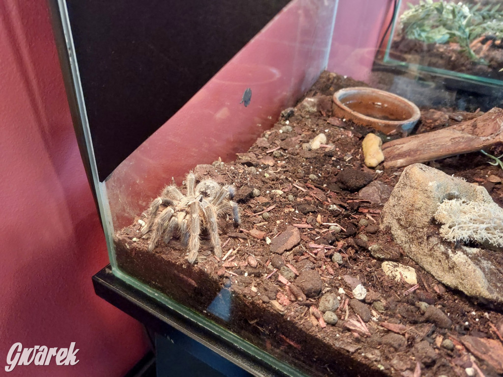 Radzionków. Ptaszniki i skorpiony