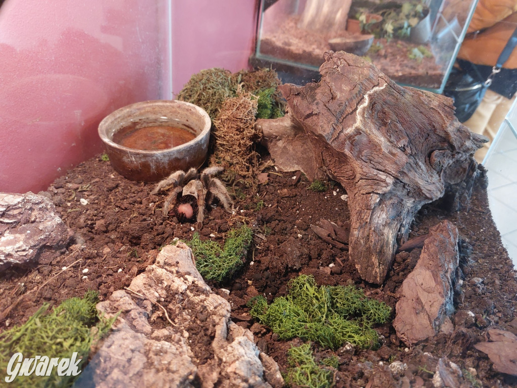 Radzionków. Ptaszniki i skorpiony