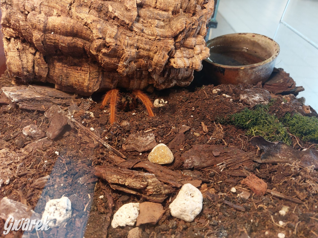 Radzionków. Ptaszniki i skorpiony