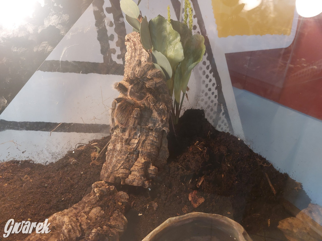 Radzionków. Ptaszniki i skorpiony