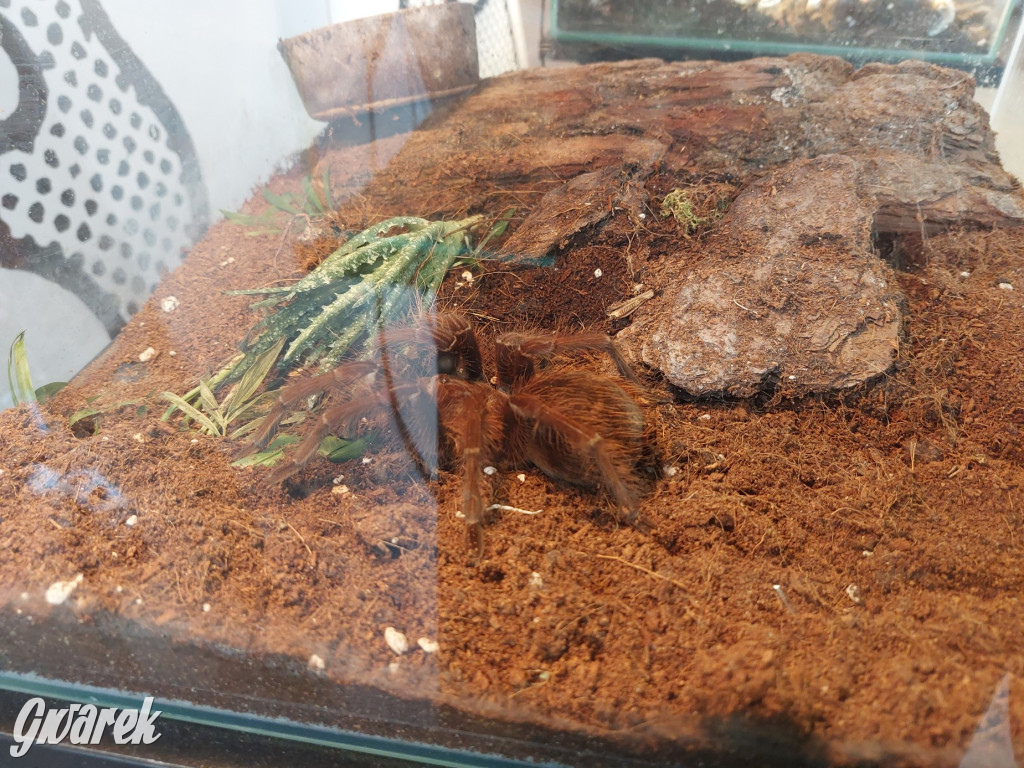 Radzionków. Ptaszniki i skorpiony