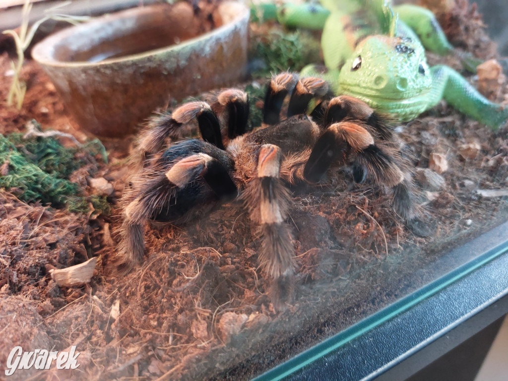 Radzionków. Ptaszniki i skorpiony