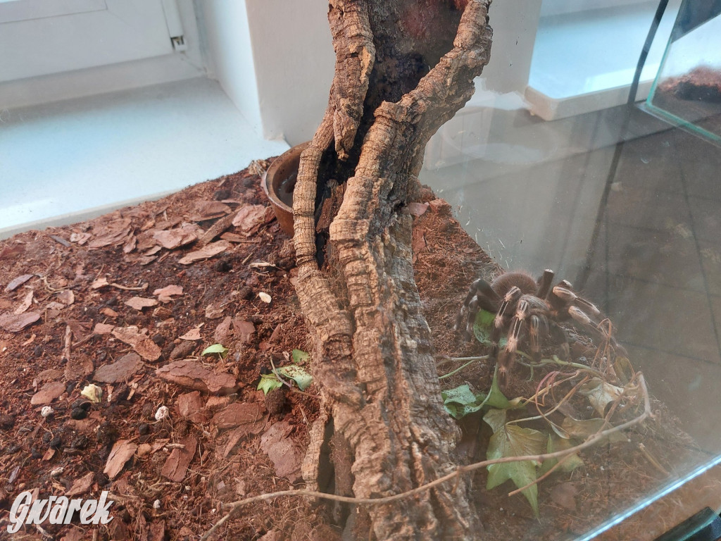 Radzionków. Ptaszniki i skorpiony