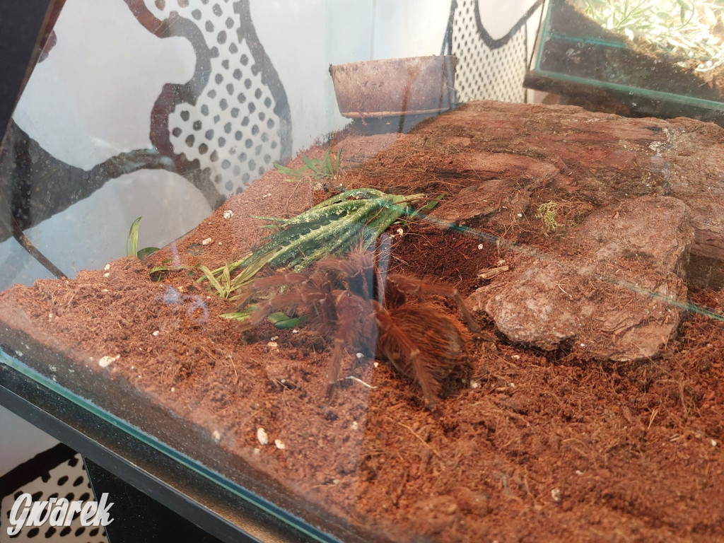 Radzionków. Ptaszniki i skorpiony