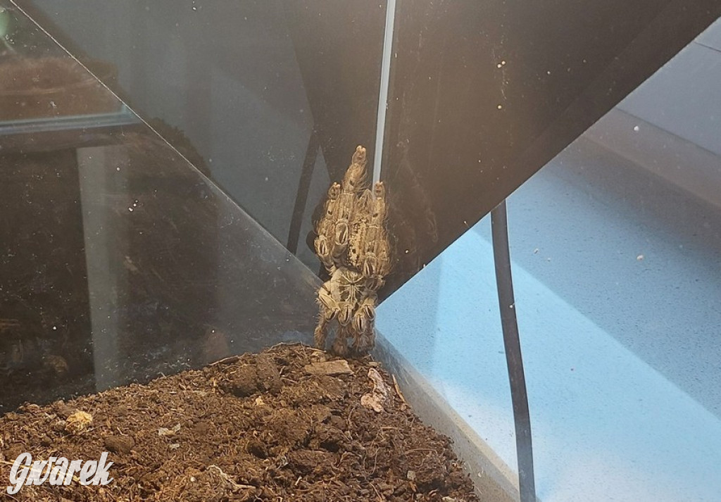 Radzionków. Ptaszniki i skorpiony