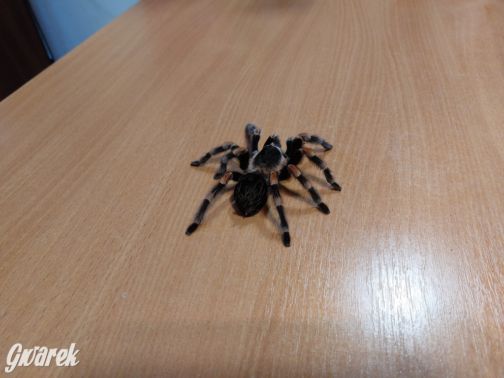 Radzionków. Ptaszniki i skorpiony