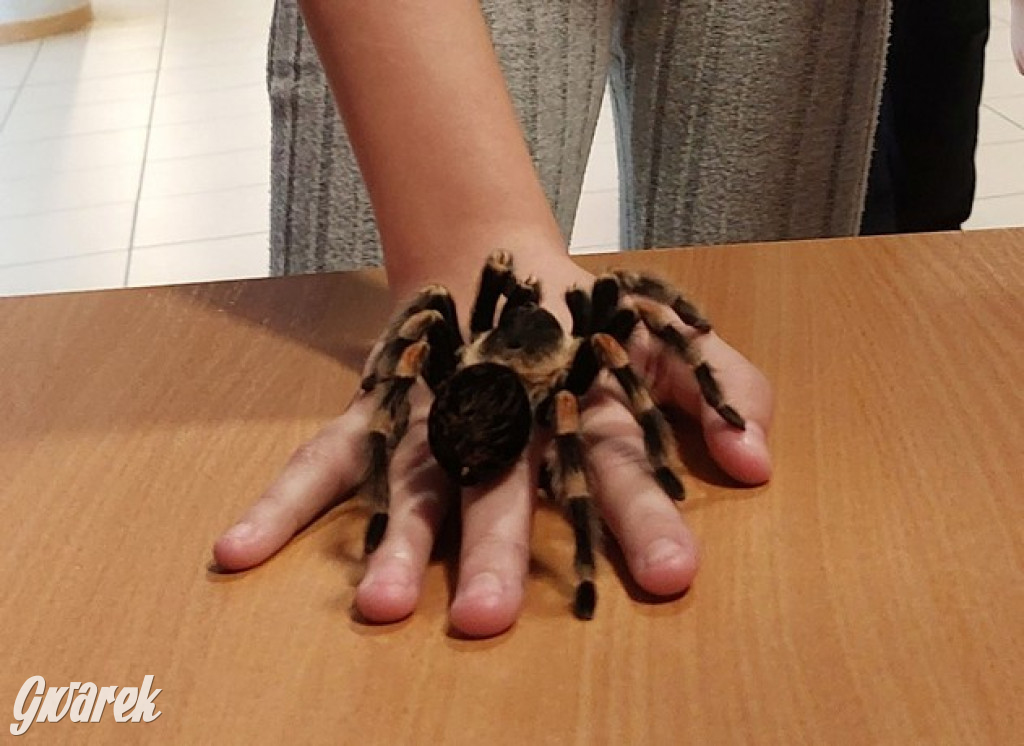 Radzionków. Ptaszniki i skorpiony