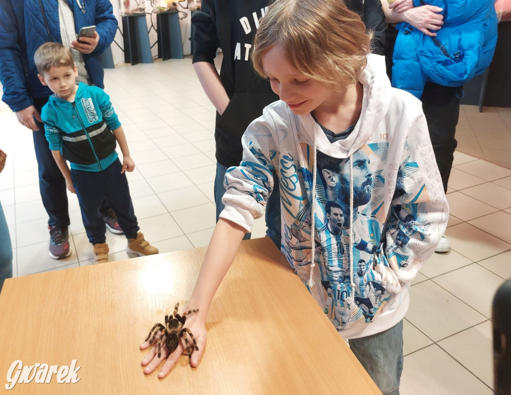 Radzionków. Ptaszniki i skorpiony