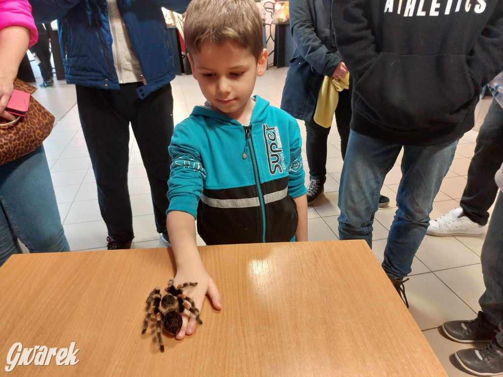 Radzionków. Ptaszniki i skorpiony