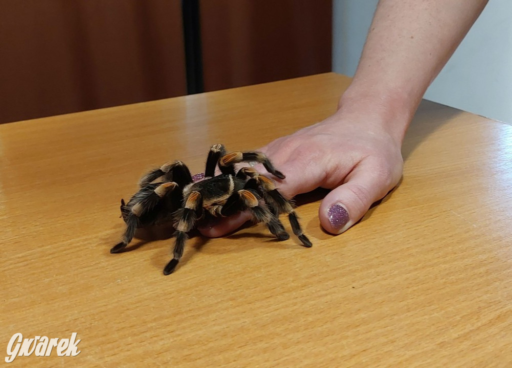 Radzionków. Ptaszniki i skorpiony