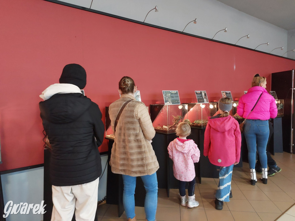 Radzionków. Ptaszniki i skorpiony