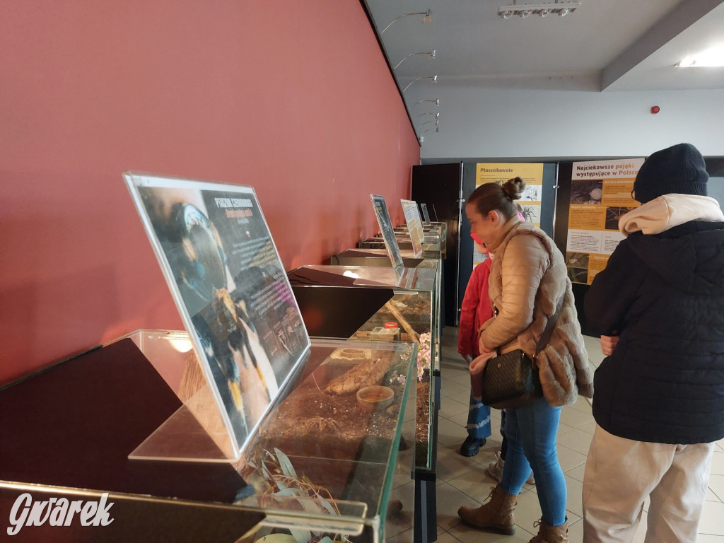 Radzionków. Ptaszniki i skorpiony