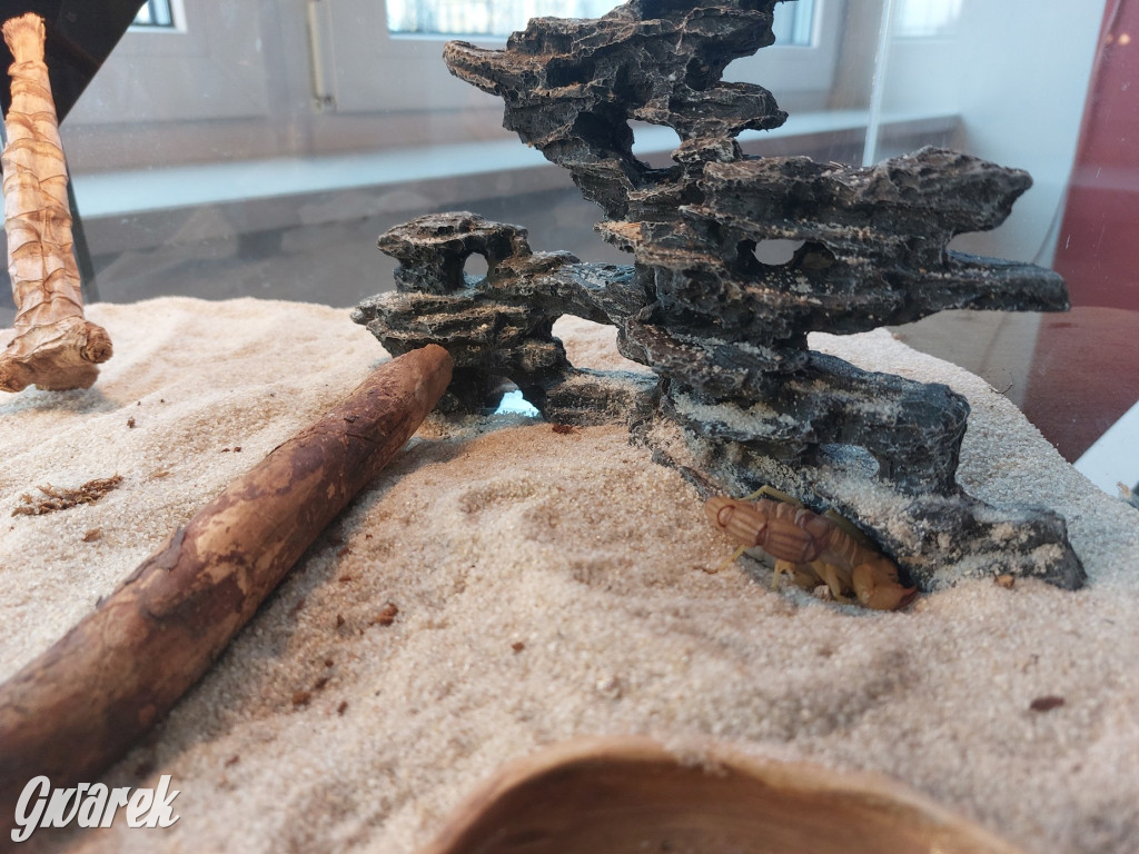 Radzionków. Ptaszniki i skorpiony