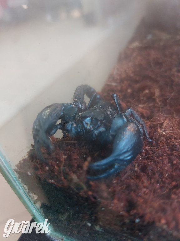 Radzionków. Ptaszniki i skorpiony