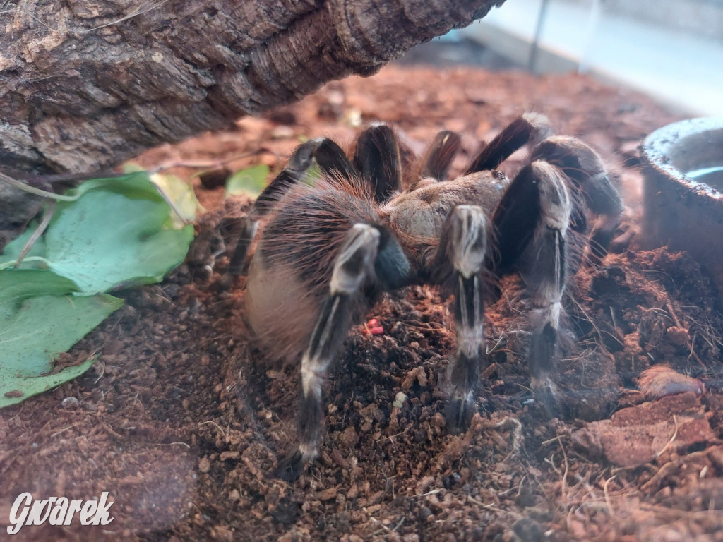 Radzionków. Ptaszniki i skorpiony