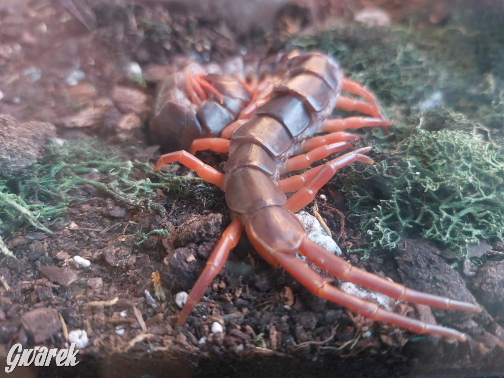 Radzionków. Ptaszniki i skorpiony