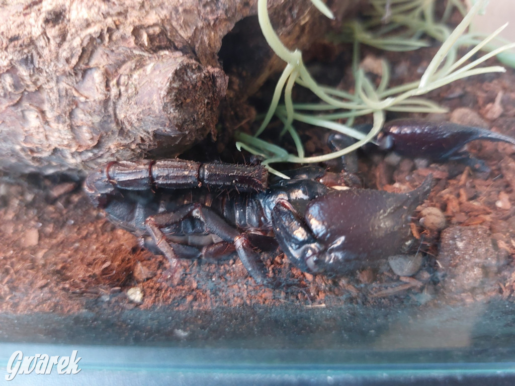 Radzionków. Ptaszniki i skorpiony