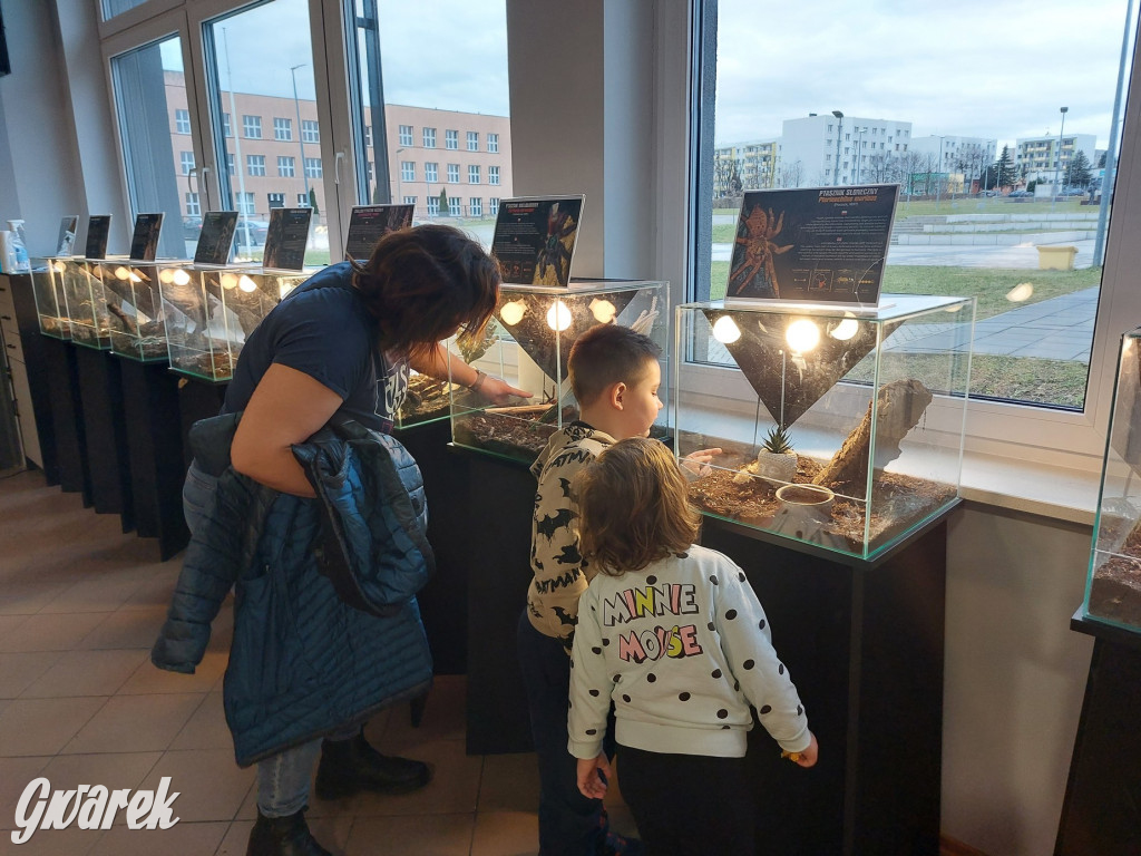 Radzionków. Ptaszniki i skorpiony