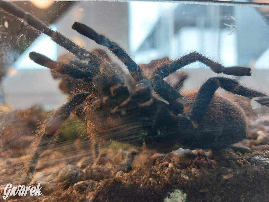 Radzionków. Ptaszniki i skorpiony