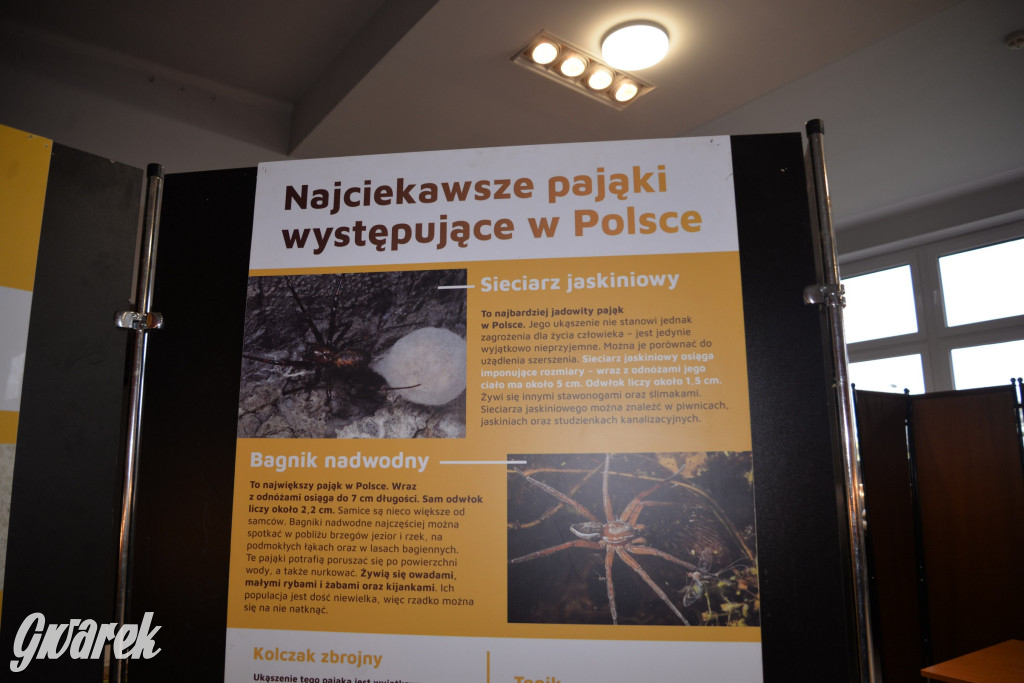 Radzionków. Ptaszniki i skorpiony