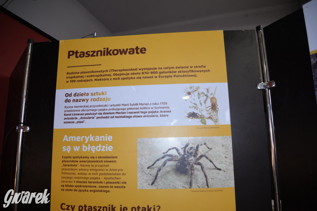 Radzionków. Ptaszniki i skorpiony